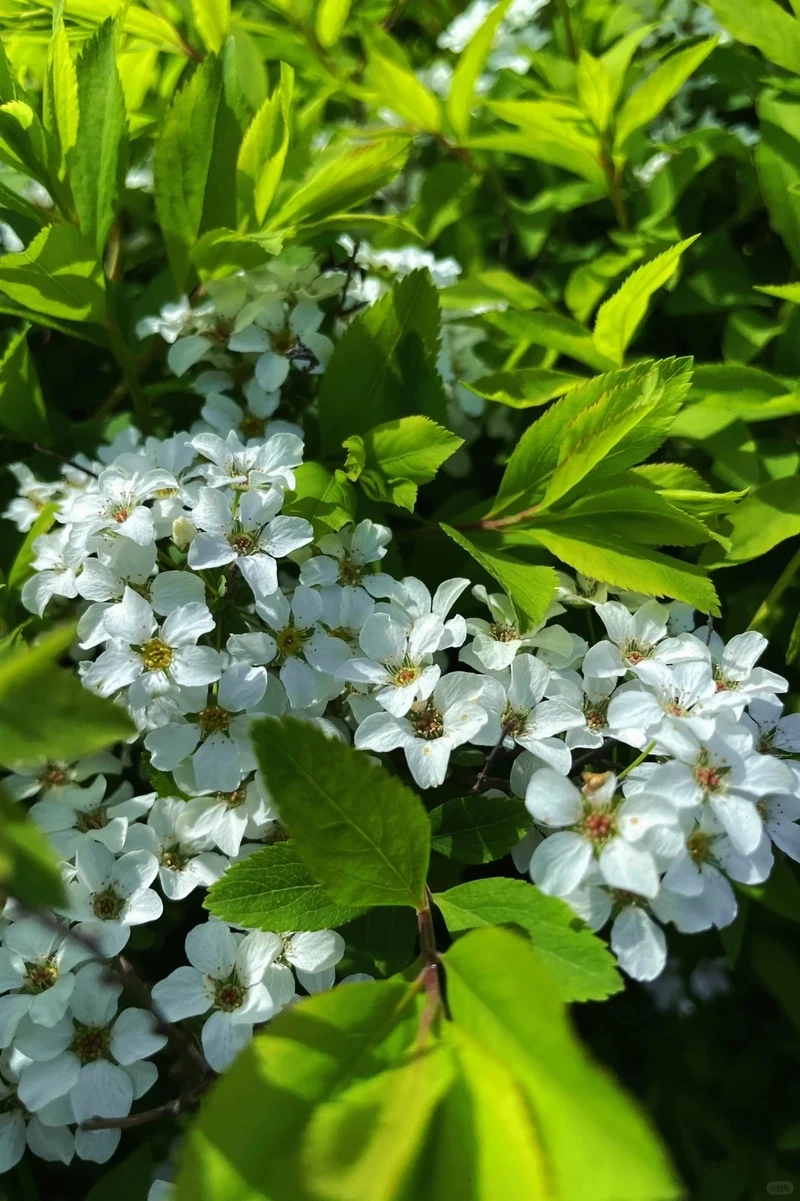 Hình nền hoa tuyết mai sang trọng tôn lên gu thẩm mỹ