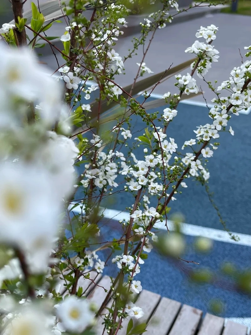 Hình nền hoa tuyết mai nền trắng tạo cảm giác thoáng đãng