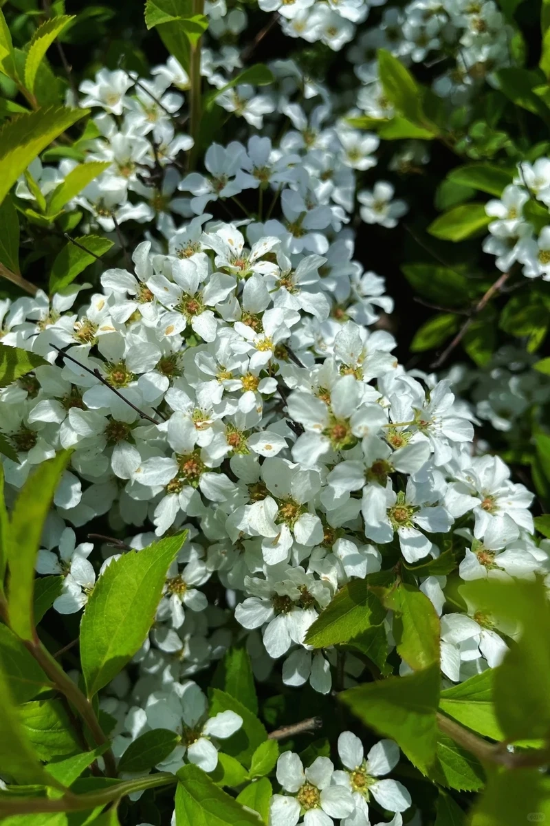 Hình nền hoa tuyết mai thiên nhiên gần gũi và dịu mắt