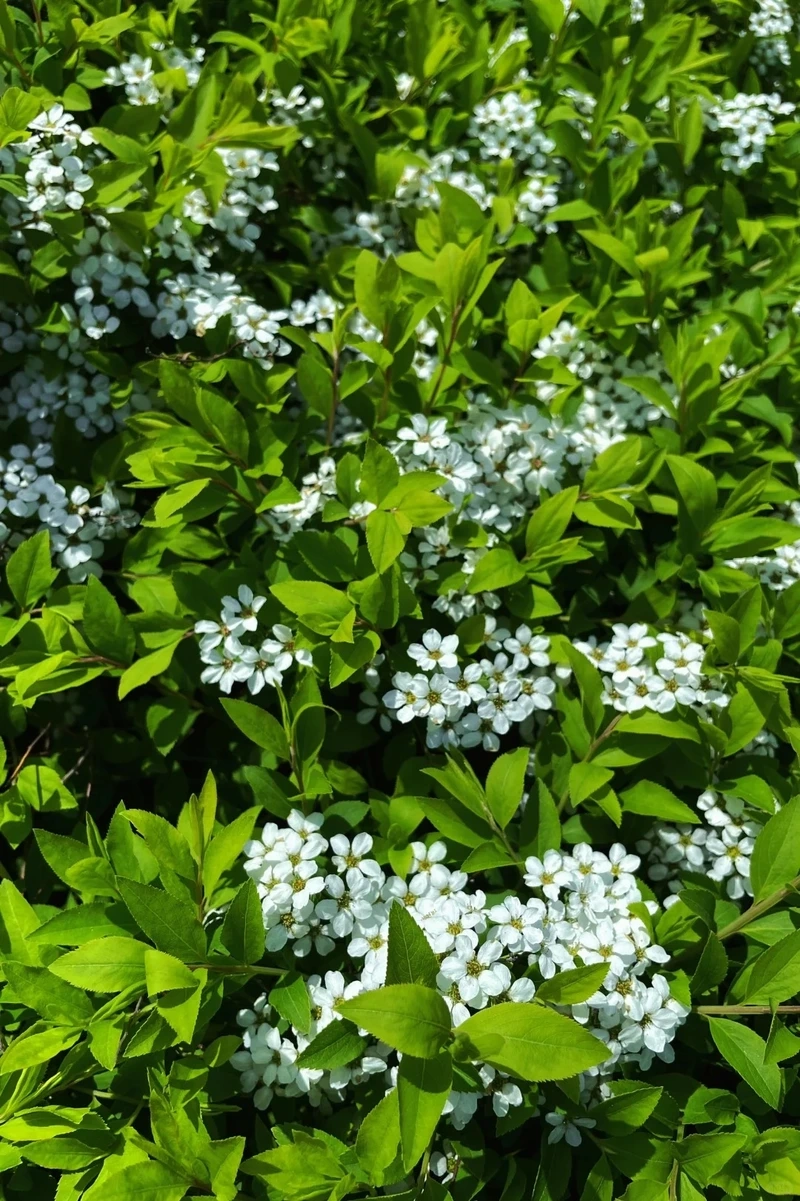 Hình nền hoa tuyết mai nền xanh mang sắc xuân mát lành