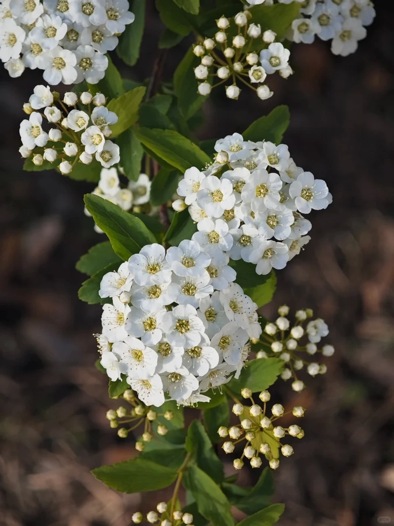 Hình nền hoa tuyết mai chụp cận cảnh nổi bật nét hoa