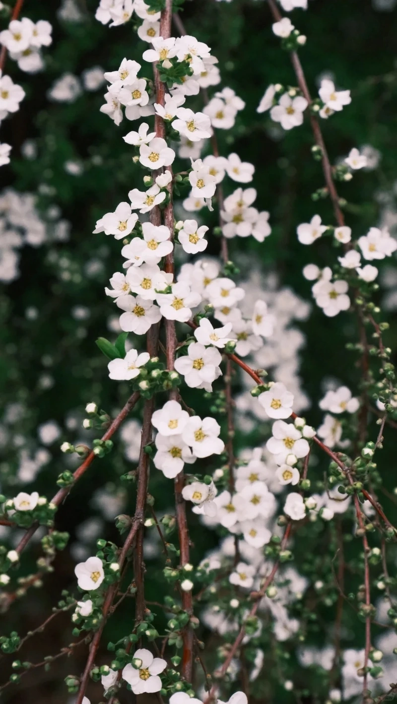 Hình nền hoa tuyết mai trang trí tết làm đẹp không gian xuân