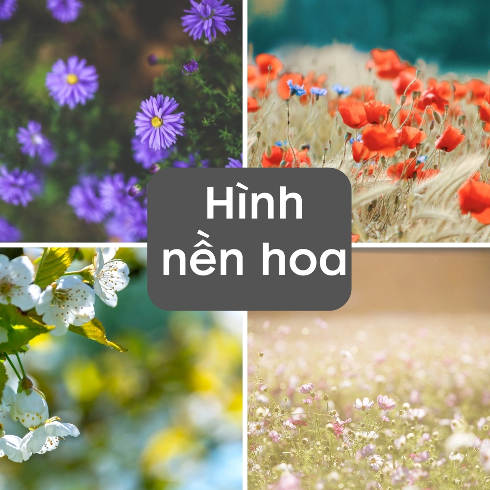 Tuyển tập hình nền hoa đẹp