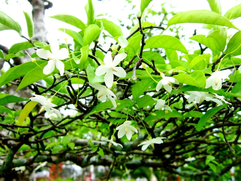 Ảnh mai chiếu thủy tinh tế mang nét thiền