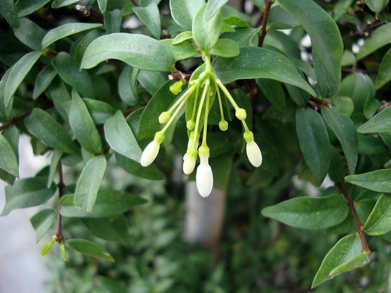 Hình ảnh mai chiếu thủy khoe dáng cổ kính