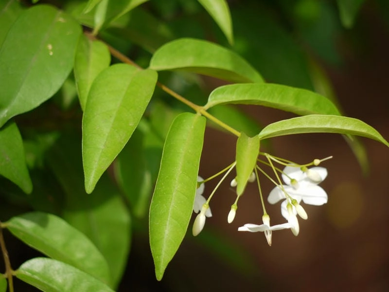 Hình nền hoa mai chiếu thủy nhẹ nhàng an yên