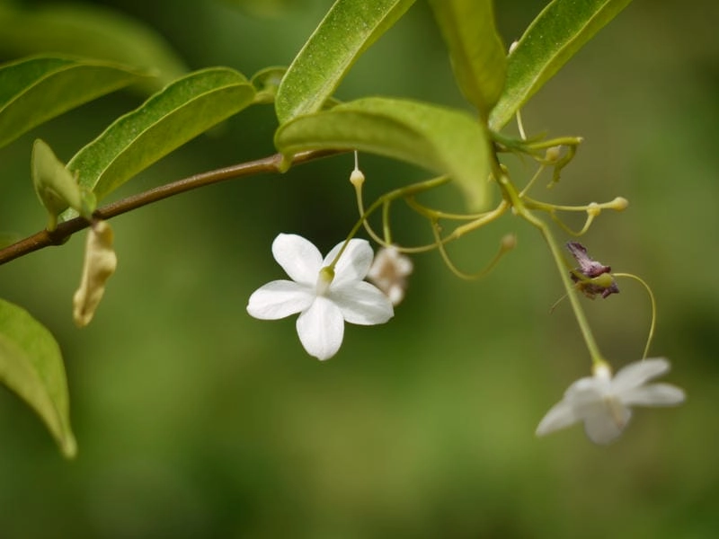 Ảnh hoa mai chiếu thủy tinh khôi cuốn hút
