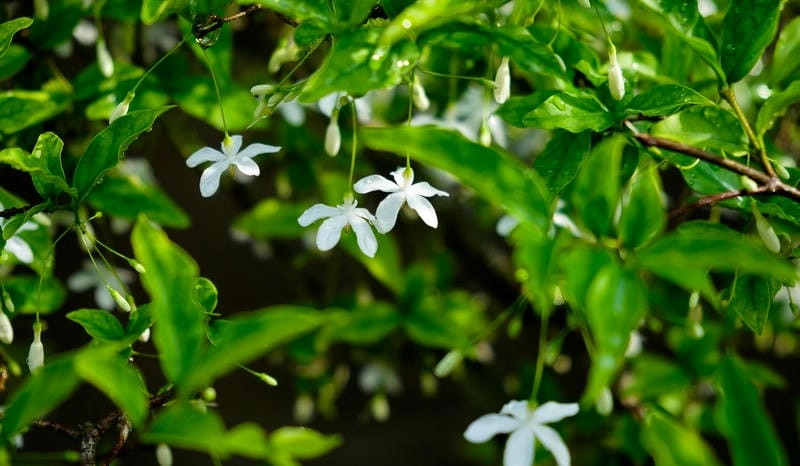 Background mai chiếu thủy trầm lắng giàu cảm xúc