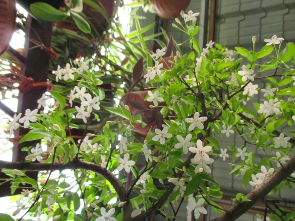 Hình nền máy tính mai chiếu thủy sang trọng