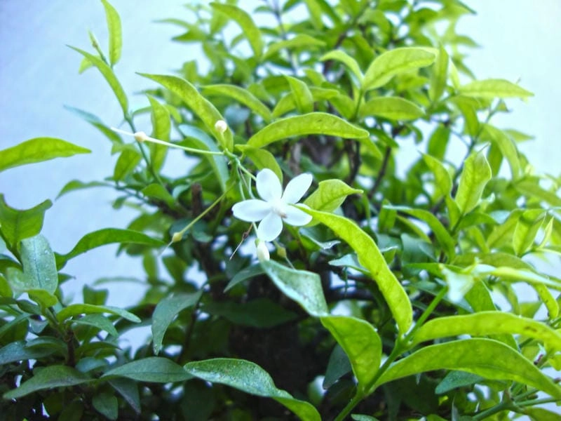 Wallpaper mai chiếu thủy đậm chất nghệ nhân