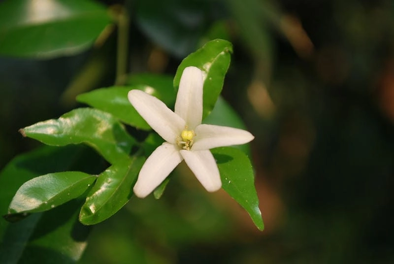 Hình nền mai chiếu thủy 4k sắc nét tinh xảo