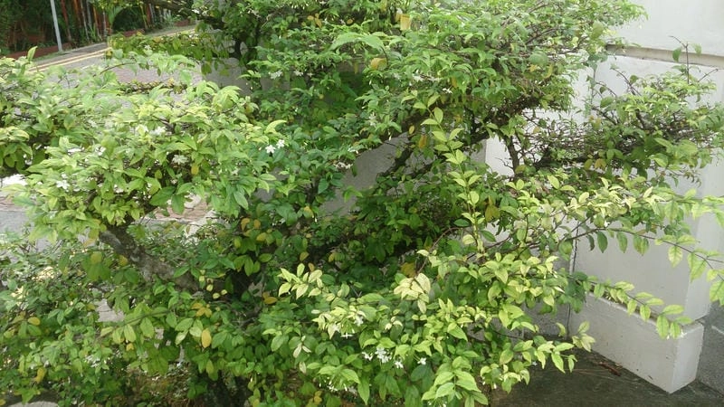 Hình mai chiếu thủy thể hiện dáng thế uyển chuyển