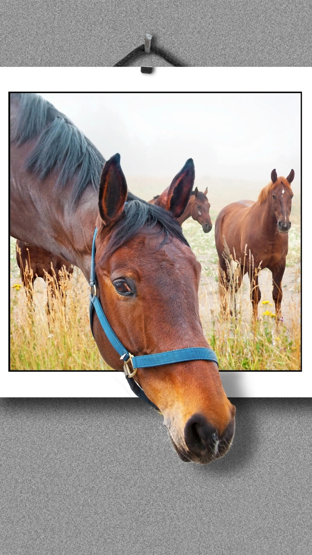 Hình nền ngựa 3d 4k siêu sắc nét cho pc và laptop