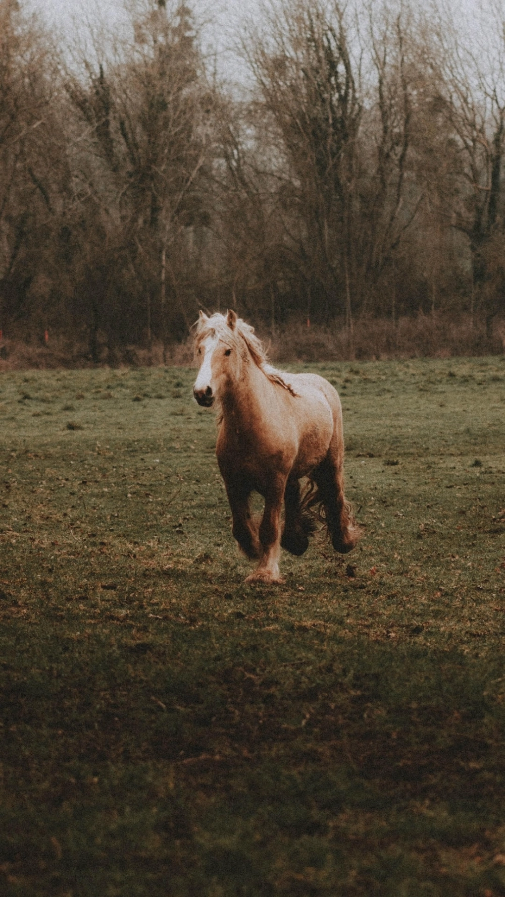 Hình nền ngựa 3d trừu tượng độc đáo cho người làm sáng tạo