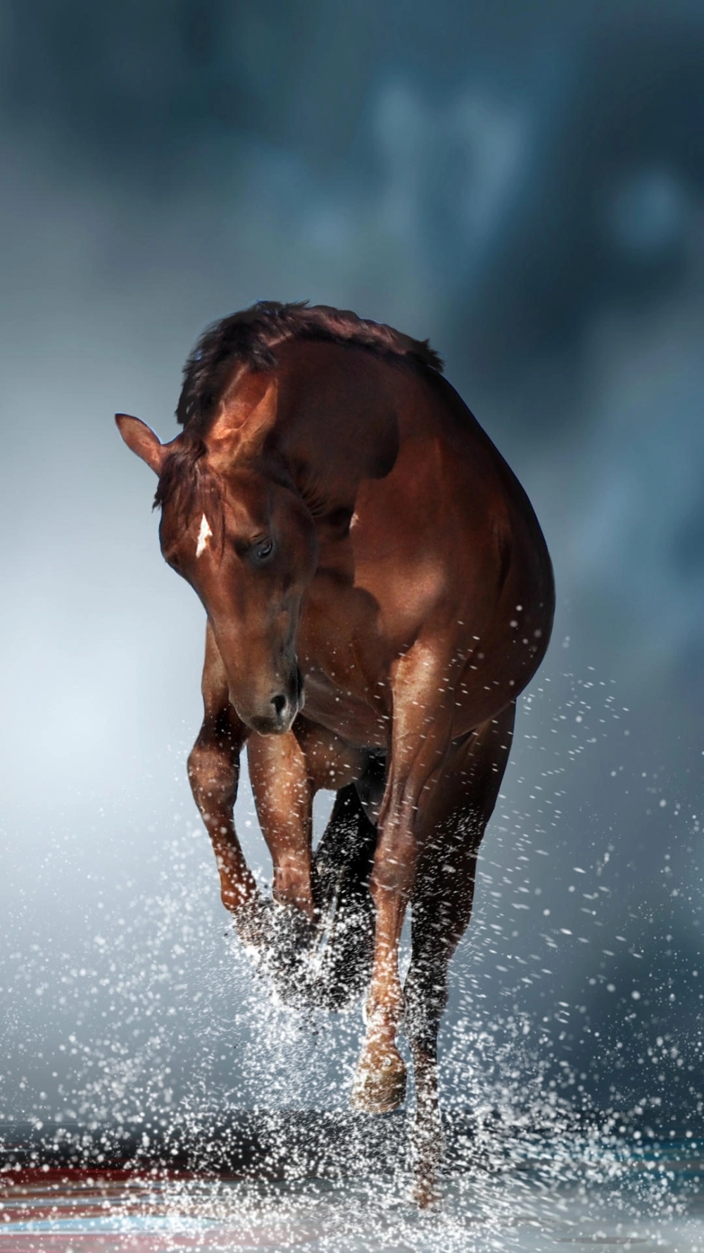 Ảnh ngựa 4k sống động trong ánh hoàng hôn