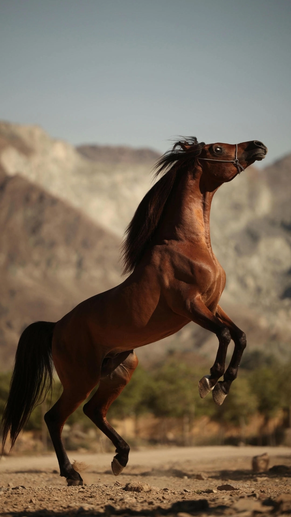 Ngựa bính ngọ 4k vector thiết kế hiện đại