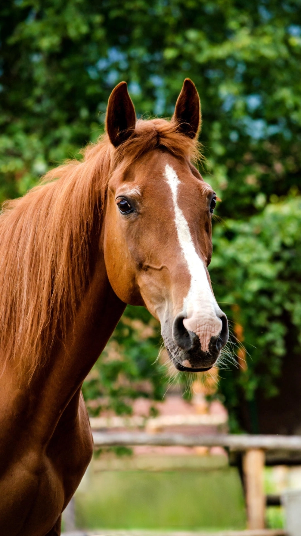 Ảnh ngựa 4k thiên nhiên giữa thảo nguyên xanh