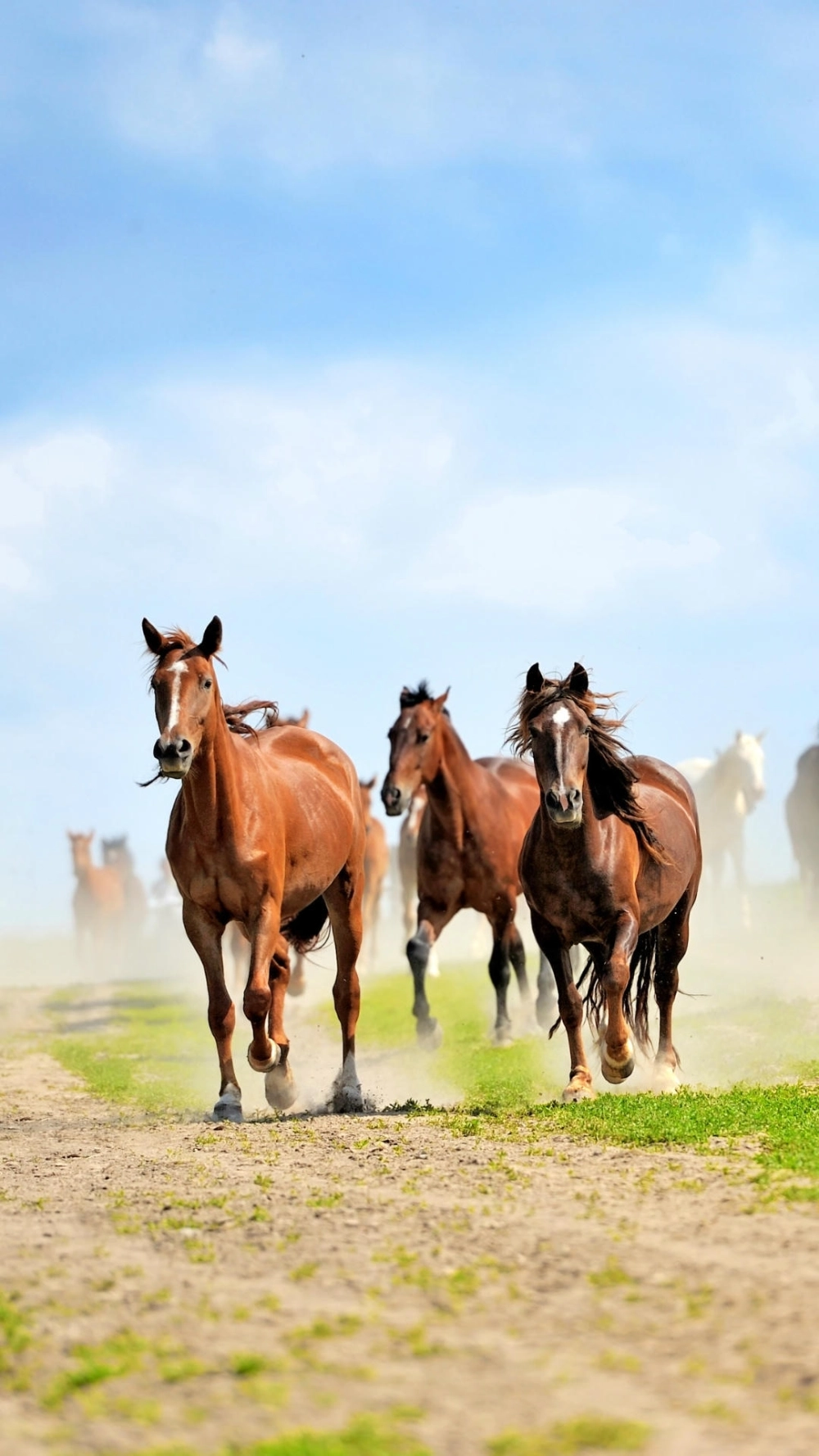 Ngựa bính ngọ thần thoại trong bộ hình nền ngựa bính ngọ 4k