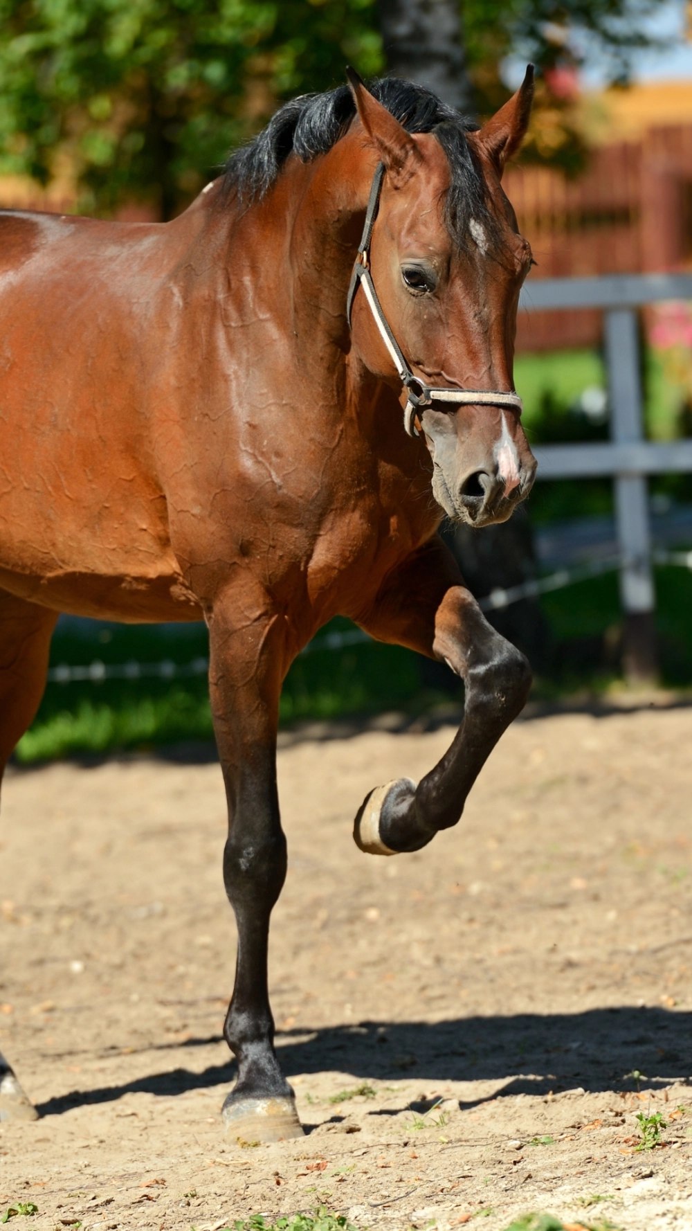 Ảnh ngựa 4k miễn phí tải về máy cực nhanh