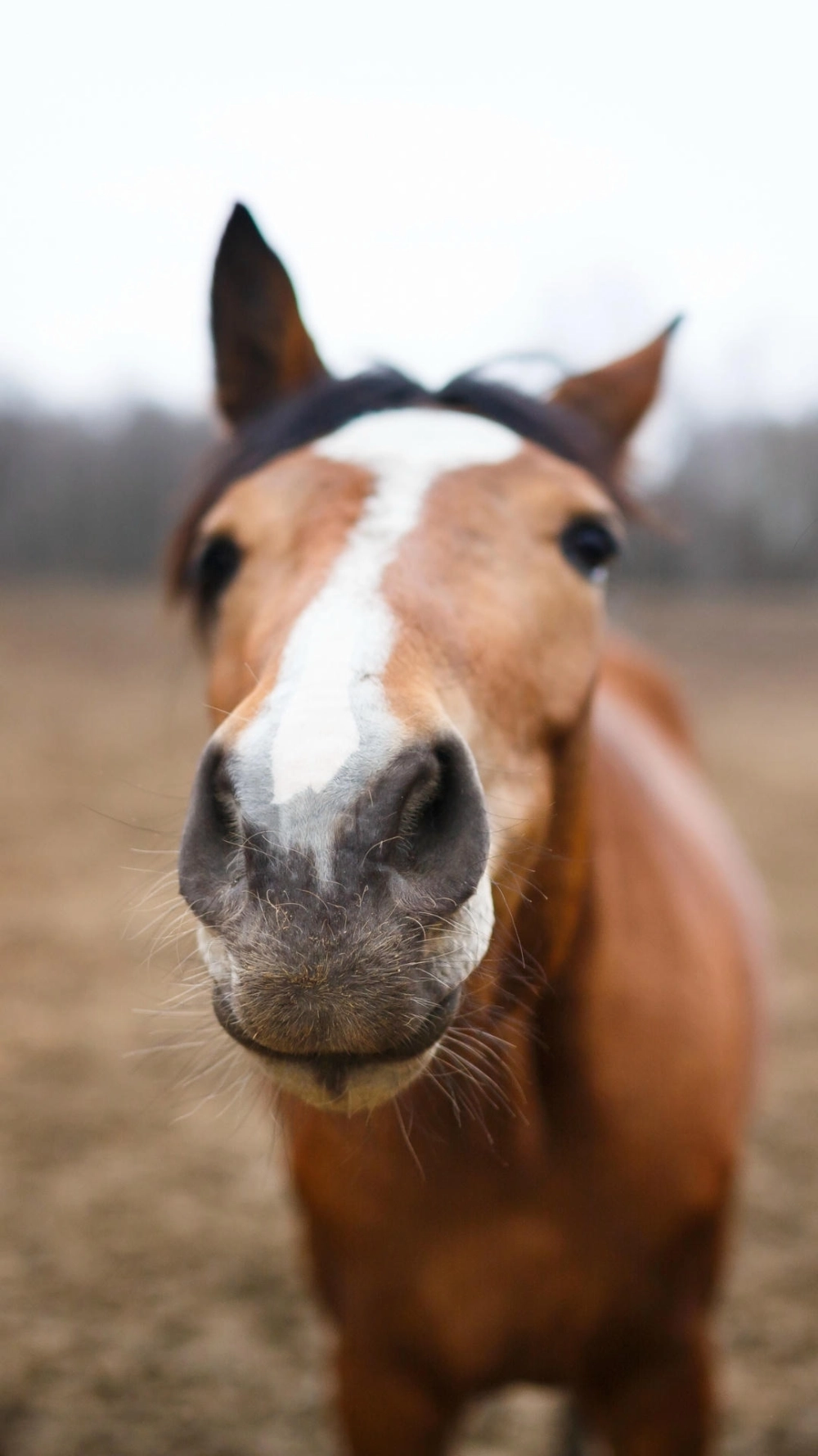 Ngựa bính ngọ wallpaper chất lượng cực đỉnh