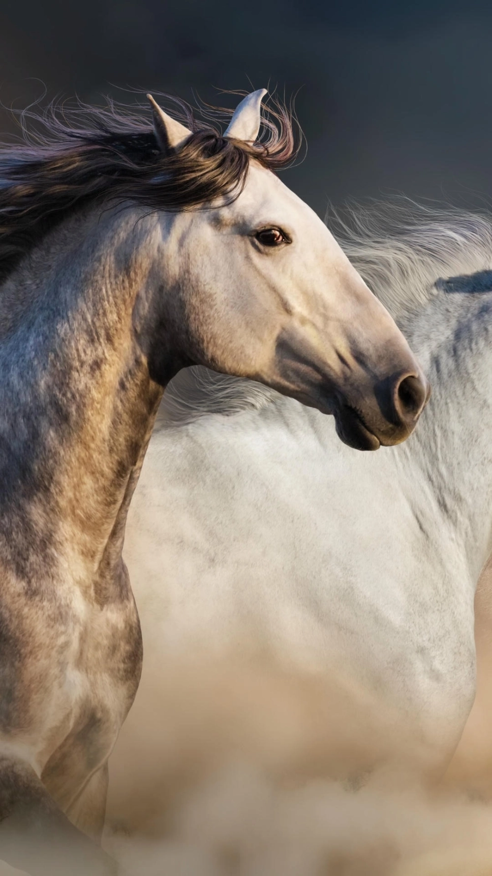 Ảnh ngựa 4k đẹp nhất với tông màu vàng kim