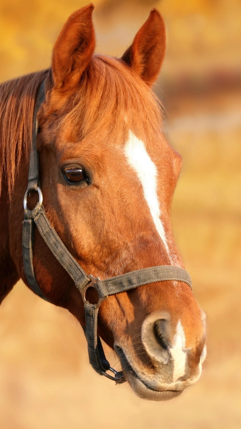 Hình nền ngựa 4k cho điện thoại phong cách tối giản