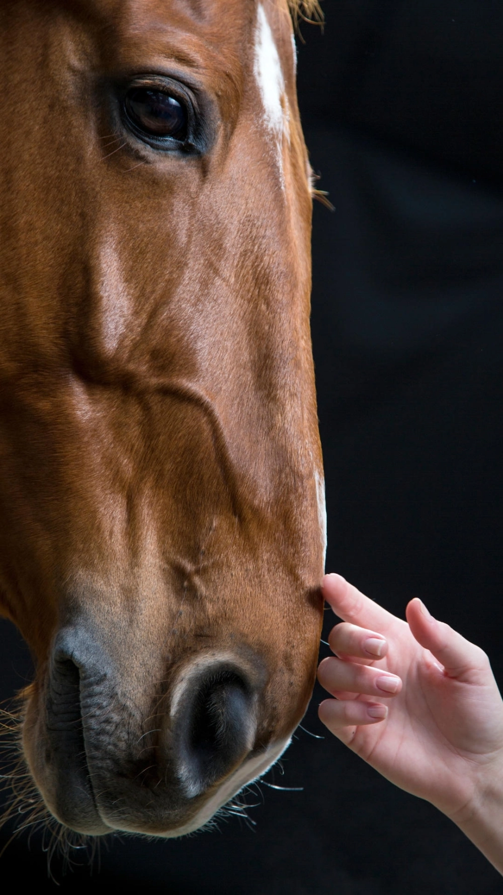 Ngựa 4k bính ngọ đẹp với những bước chạy thần tốc