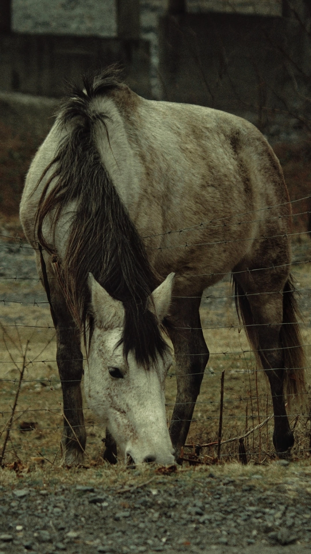 Hình nền ngựa 4k mới nhất dẫn đầu xu hướng