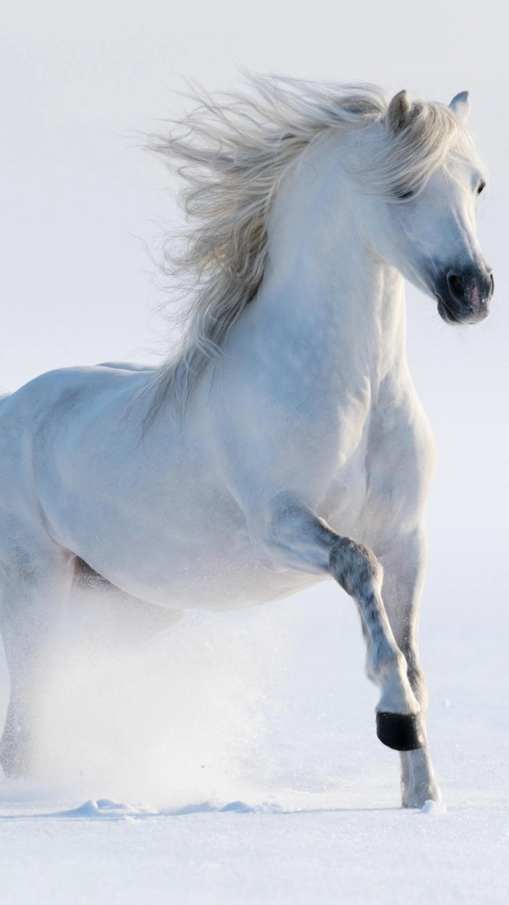 Ảnh ngựa chạy trên mặt nước đẹp lung linh