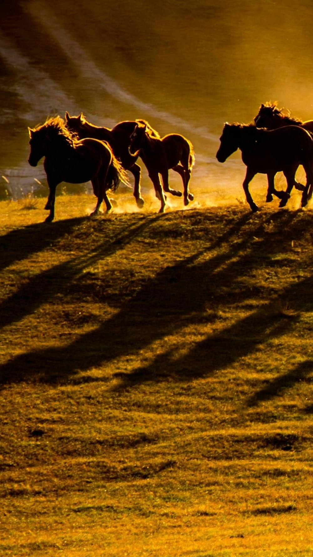 Ngựa phi nước đại trong gió tuyết kiên cường