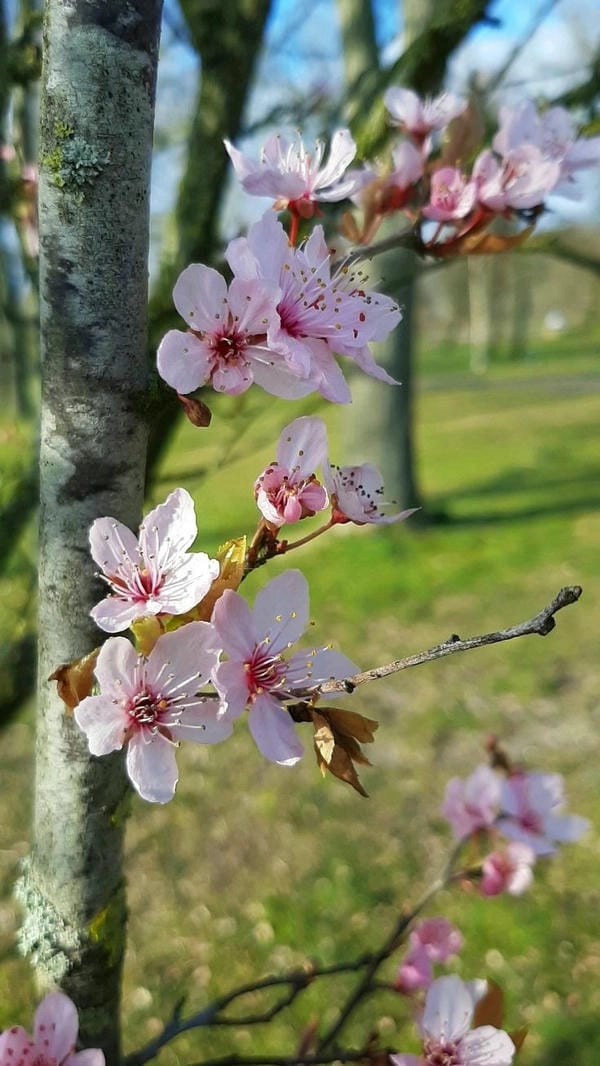 Tải hình nền cành đào lưu giữ khoảnh khắc xuân