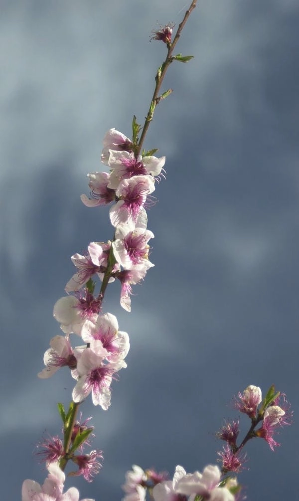 Wallpaper cành đào tinh xảo đậm nét truyền thống