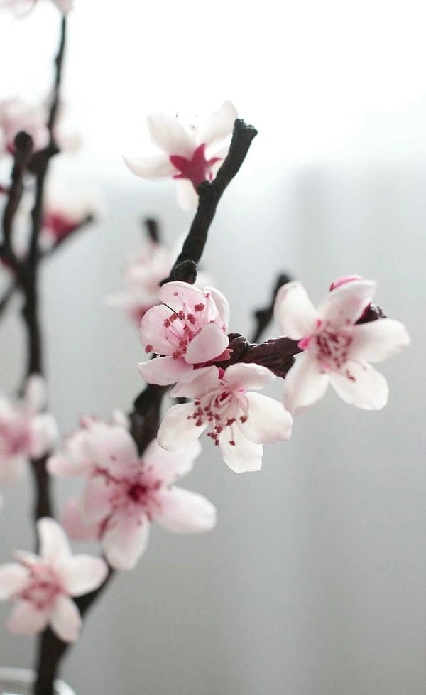 Ảnh bìa cành đào nổi bật không khí xuân mới