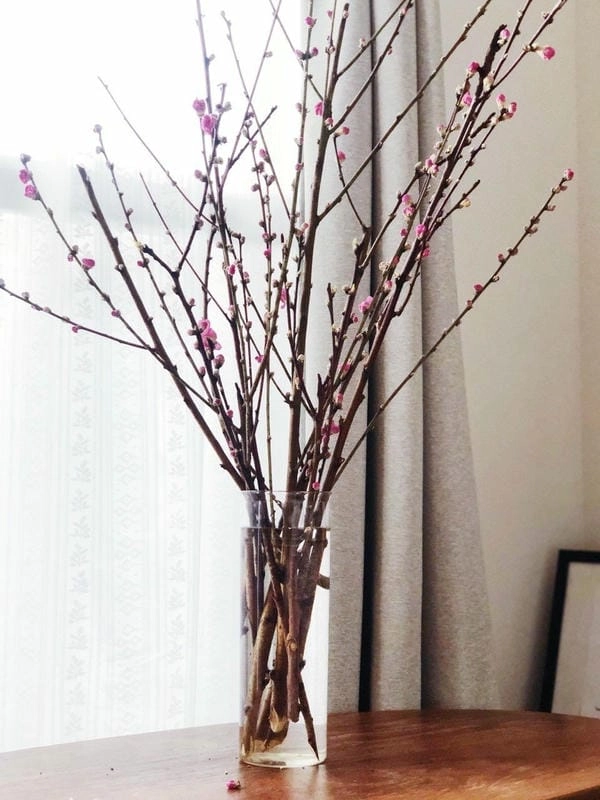 Hình nền điện thoại cành đào đón xuân mọi lúc