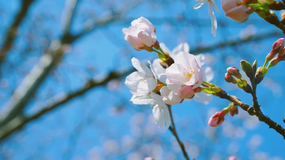 Hình nền cành đào đẹp lan tỏa hồn xuân ấm áp