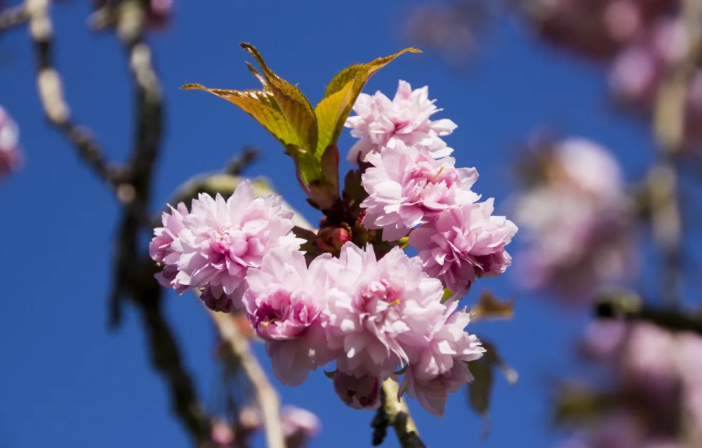 Hình ảnh nhành đào tinh khôi giữa tiết xuân sang