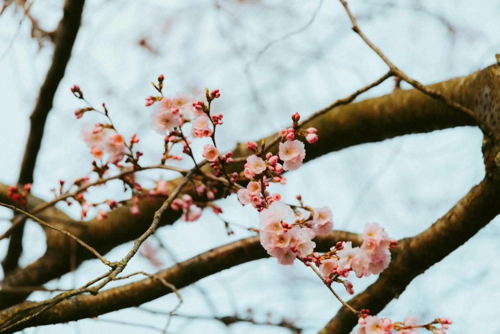 Hình ảnh cành đào nổi bật sắc hồng ngày tết