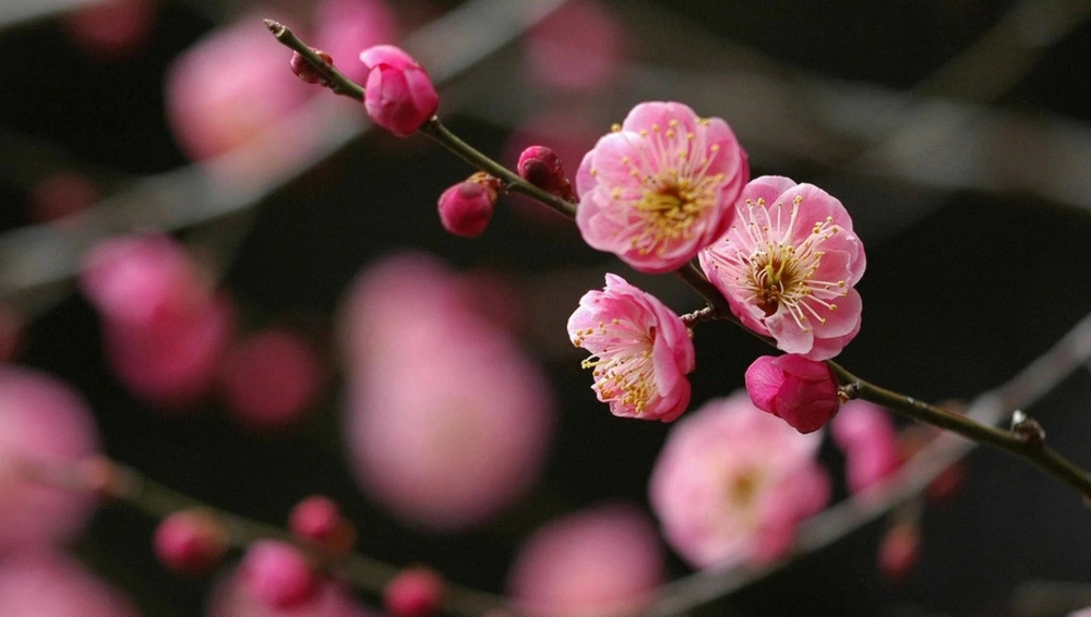 Hình nền hoa đào dịu sắc xuân mang lộc đầu năm