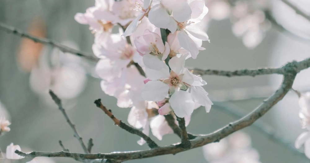 Ảnh nền cành đào tươi sáng đón xuân sum vầy