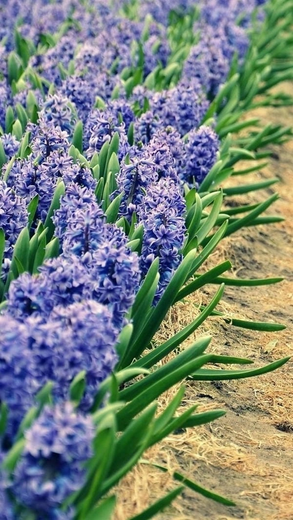 Ảnh nền vườn hoa dịu mắt đầy thư giãn