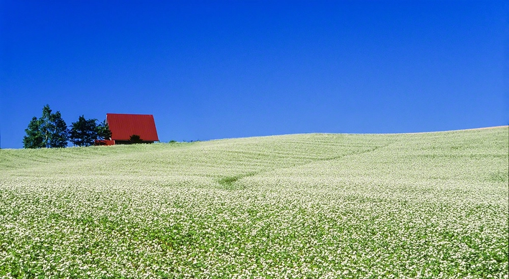 Hình nền vườn hoa đẹp rực rỡ giữa trời xanh