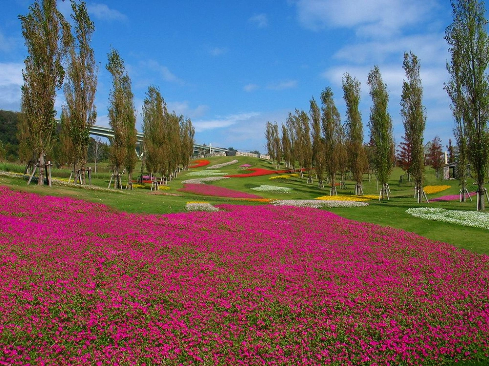 Hình nền cánh đồng hoa mênh mông đầy sức sống