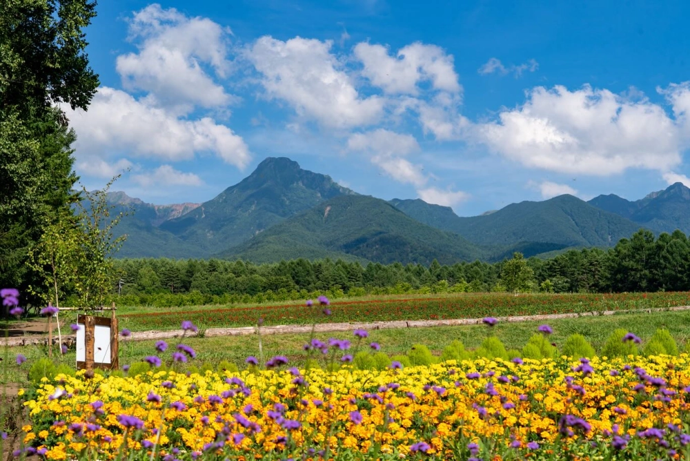 Hình nền vườn hoa full hd tươi sáng tự nhiên