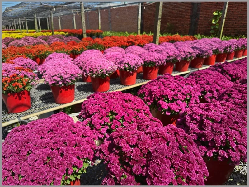 Ảnh làng hoa tết gợi nhớ Tết xưa