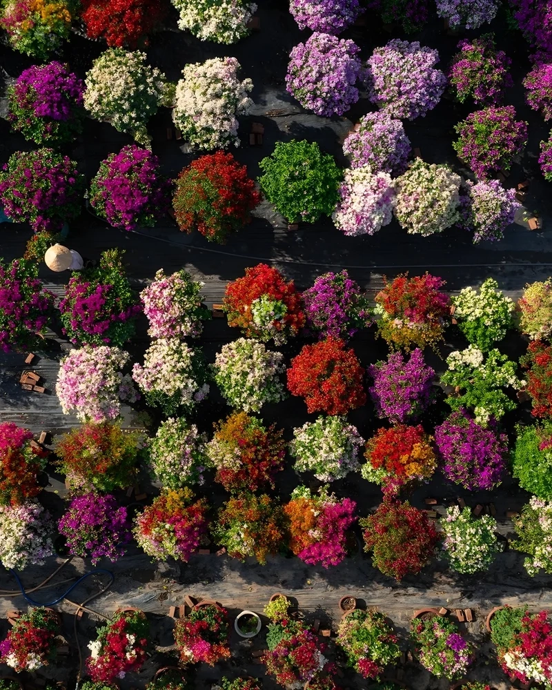 Ảnh làng hoa tết lưu giữ nét đẹp Việt