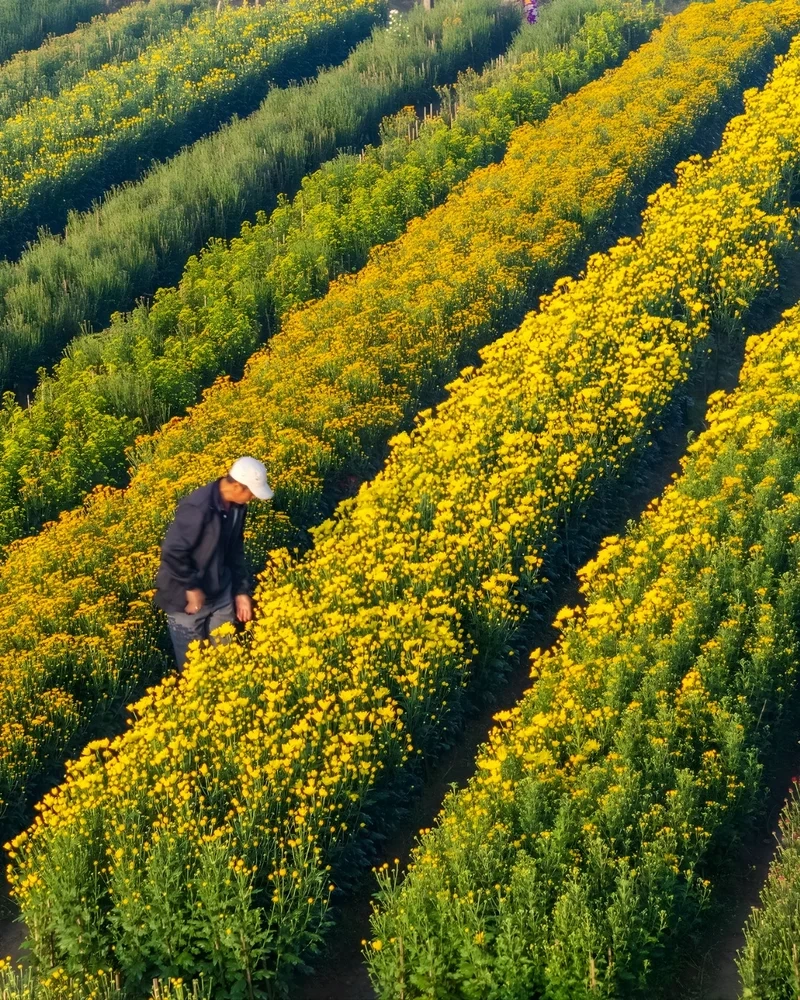 Ảnh làng hoa tết cho người yêu nhiếp ảnh