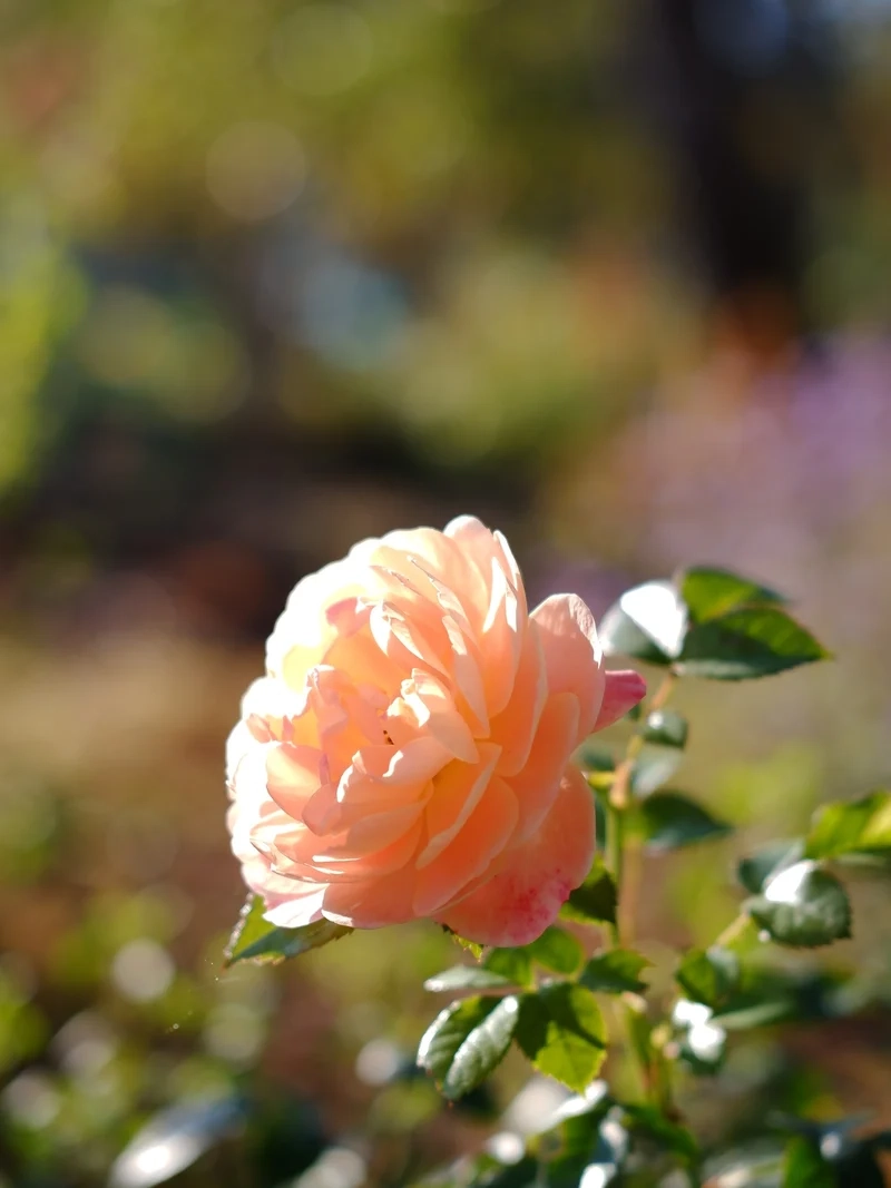 Lưu giữ khoảnh khắc với Ảnh nắng xuân