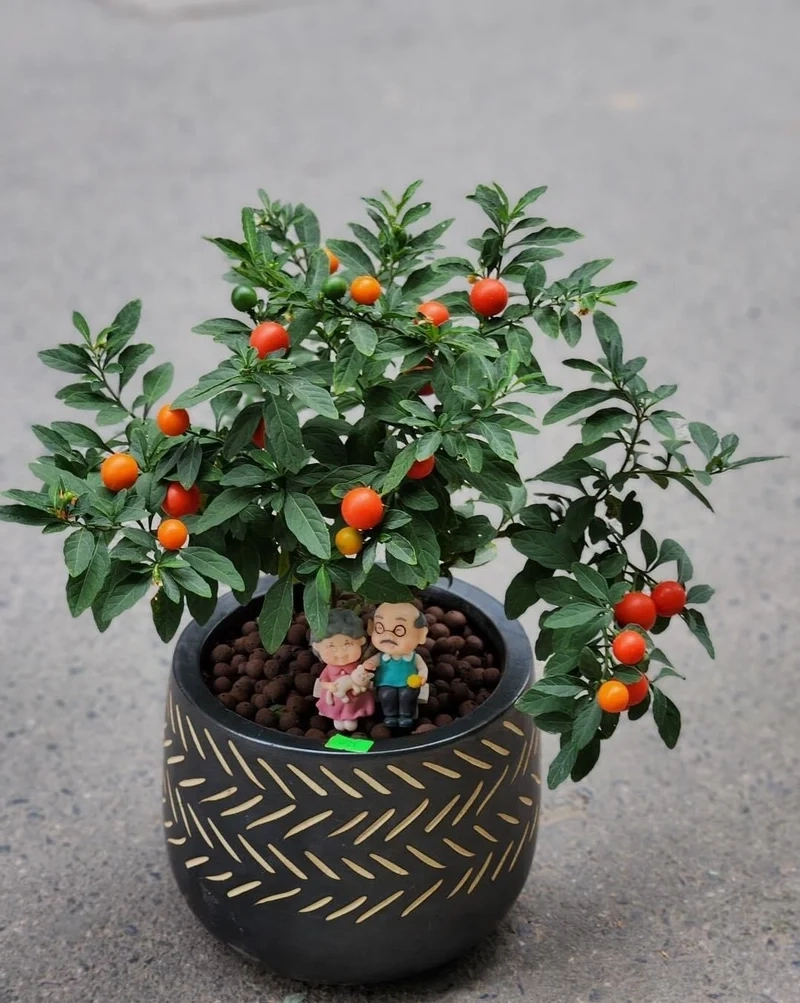 Bộ sưu tập Hình nền cây cảnh tết rực rỡ