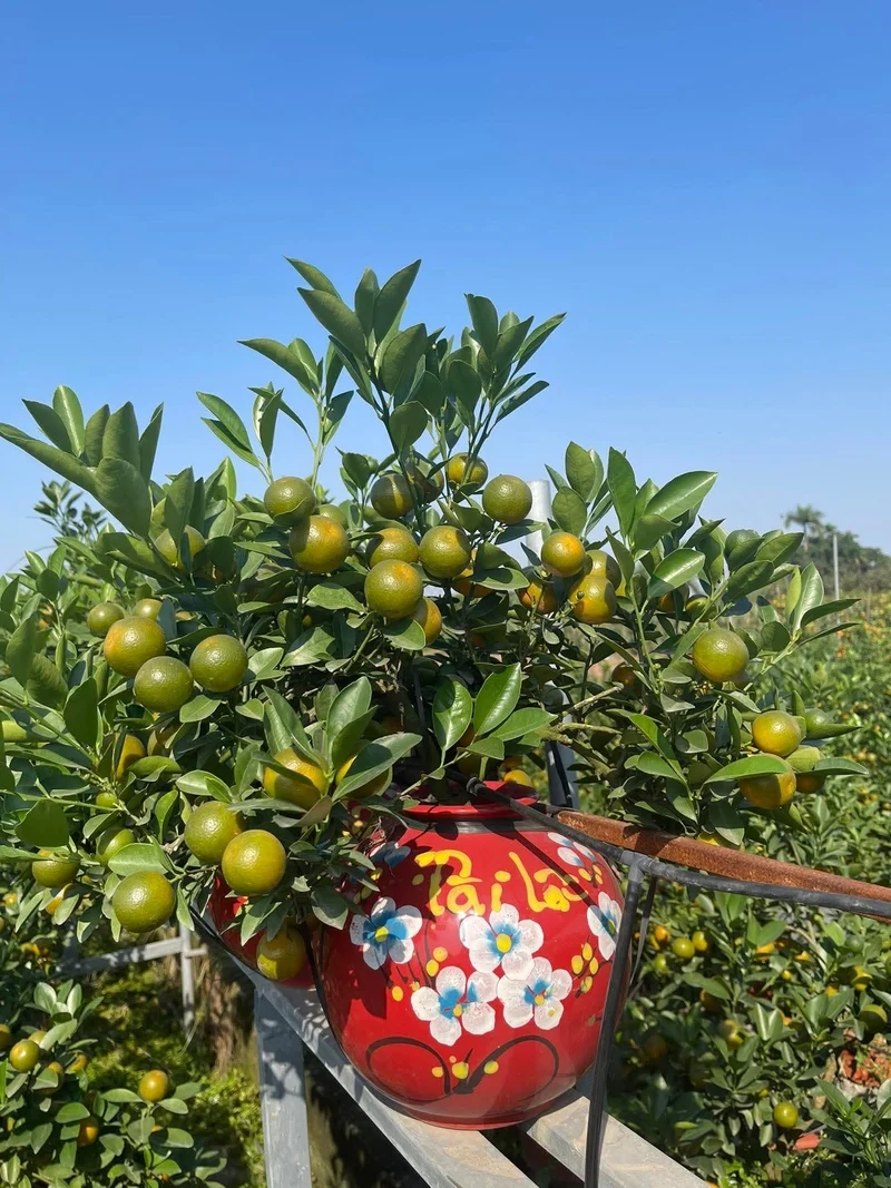 Hình nền cây cảnh tết đẹp truyền thống Á Đông