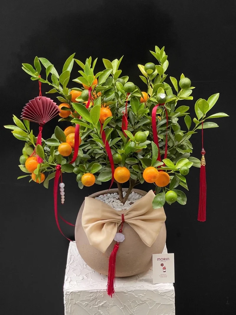 Miễn phí Hình nền cây cảnh tết cho mọi máy